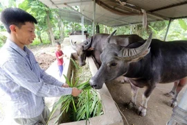Laos podría ganar fondo millonario por exportación de búfalos y ganado este año