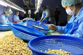 Vietnam consolida su posición como proveedor número uno de anacardos a Rusia