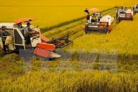 Avanza Vietnam en programa de modernización rural