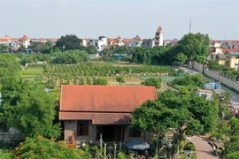 Plantas ornamentales entre principales productos agrícolas de Hanoi