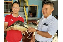 Devuelven en Vietnam rara tortuga a su hábitat natural