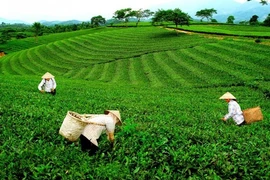 Té vietnamita de Thai Nguyen busca desarrollarse en los mercados mundiales 