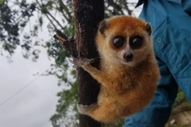Descubren ejemplares de loris en provincia vietnamita