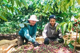 Vietnam promueve exportación de productos agrícolas y acuáticos a Argelia y Senegal