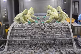 Vietnam aspira a alcanzar 12 mil millones de dólares por exportación de productos acuáticos