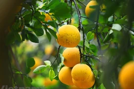 Pomelo vietnamita entrará en mercado estadounidense