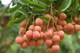 Lichi vietnamita recibe certificado japonés de protección de indicaciones geográficas 