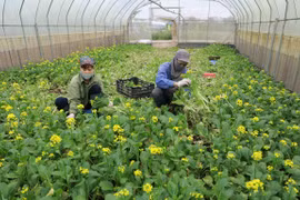 Empresas vietnamitas perseveran para acceder al mercado estadounidense