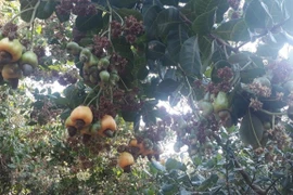 Provincia vietnamita de Binh Phuoc desarrolla cultivo de anacardo