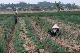 Consumo de productos agrícolas avanzará hacia la diversidad y sostenibilidad