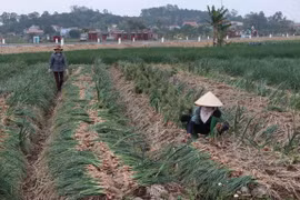 Consumo de productos agrícolas avanzará hacia la diversidad y sostenibilidad
