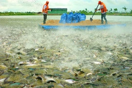Aumentan exportaciones de pescado Tra de Vietnam a Reino Unido