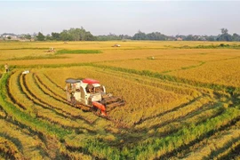 Vietnam cumplirá pronto meta sobre exportación de arroz en 2021