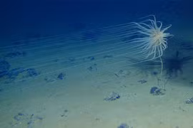 Llaman a perfeccionar Código de explotación de recursos naturales en fondos marinos