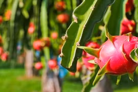 Vietnam busca medidas para llevar pitahaya a la India y Pakistán