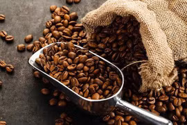 Más de 70 muestras de café participan en Taza de Excelencia de Vietnam 2021