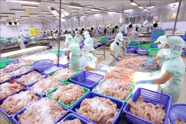 Vietnam experimenta alza en exportaciones de productos acuícolas