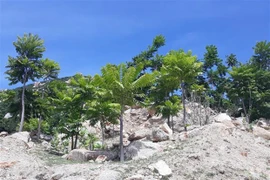 Nueva Zelanda apoya proyecto ambiental en provincia vietnamita de Ninh Thuan