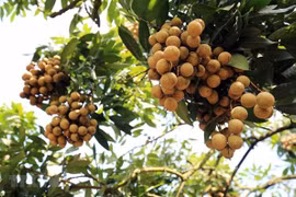 Empresas japonesas por importar longan vietnamita
