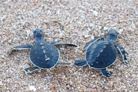 Vietnam con otras dos reservas de la biosfera nominadas en la UNESCO