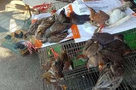 Vietnam por prevenir comercio ilegal de animales silvestres en medio del COVID-19