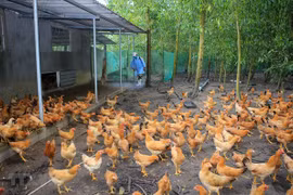 OMS advierte sobre la posibilidad de transmisión de cepa H5N8 de gripe aviar al ser humano