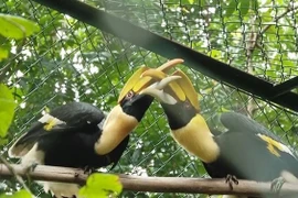 Parque Nacional Phong Nha-Ke Bang recibe 11 animales raros y salvajes