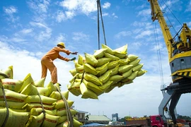 Exportaciones de arroz vietnamita a Senegal son modestas en comparación con la demanda