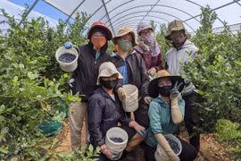 Australia abre mercado para mano de obra vietnamita en agricultura
