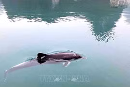 Aparecen delfines en las aguas de la provincia de Quang Ninh