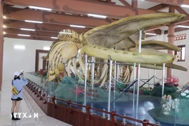 Esqueletos de ballenas en isla vietnamita de Ly Son atraen a los visitantes