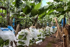 Promueven imágenes de productos orgánicos vietnamitas en Australia