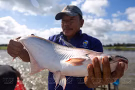 Empresa vietnamita NAVICO, segunda exportadora de pescado tra del mundo