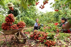 Vietnam con potencialidades de exportación agrícola a China