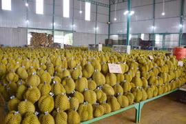 Productos agrícolas vietnamitas son más buscados en mercado internacional