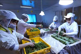 Exportaciones de verduras y frutas de Vietnam apuntan a siete mil millones de dólares