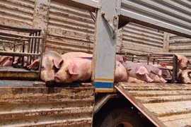 Camboya: Sospechan que 130 cerdos murieron por peste porcina africana