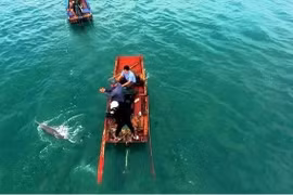 Aparecen delfines y ballenas varias veces en aguas de Co To