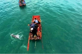 Aparecen delfines y ballenas varias veces en aguas de Co To