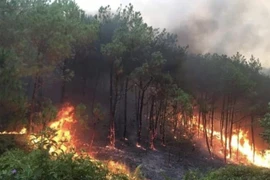 Primer ministro pide reforzar medidas para prevenir incendios forestales