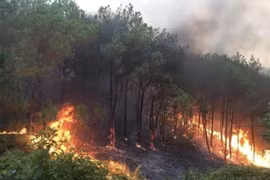 Primer ministro pide reforzar medidas para prevenir incendios forestales