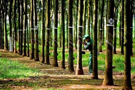Economía de Laos crecería un 4% en 2024 y 2025, pronosticó BAD