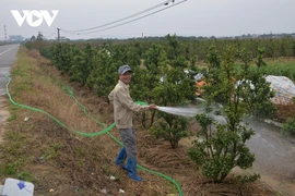 El Tet anticipado en aldeas floricultoras de Binh Khe de Vietnam