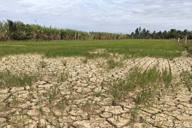 Intrusión de agua salada amenaza la cosecha de arroz en el Delta del Mekong