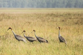 Grullas de corona roja regresan al bosque nacional Tram Chim