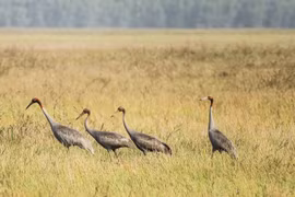 Grullas de corona roja regresan al bosque nacional Tram Chim
