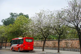 Calles brillantes de Hanoi en la temporada de flores de Ban