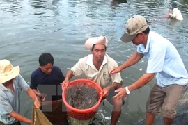 Provincia de Vietnam impulsa cultivo ecológico de camarones
