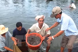 Provincia de Vietnam impulsa cultivo ecológico de camarones