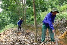 Grupo vietnamita impulsa proyectos caucheros en Camboya